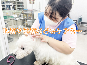 モデル犬の健康を守ります！
